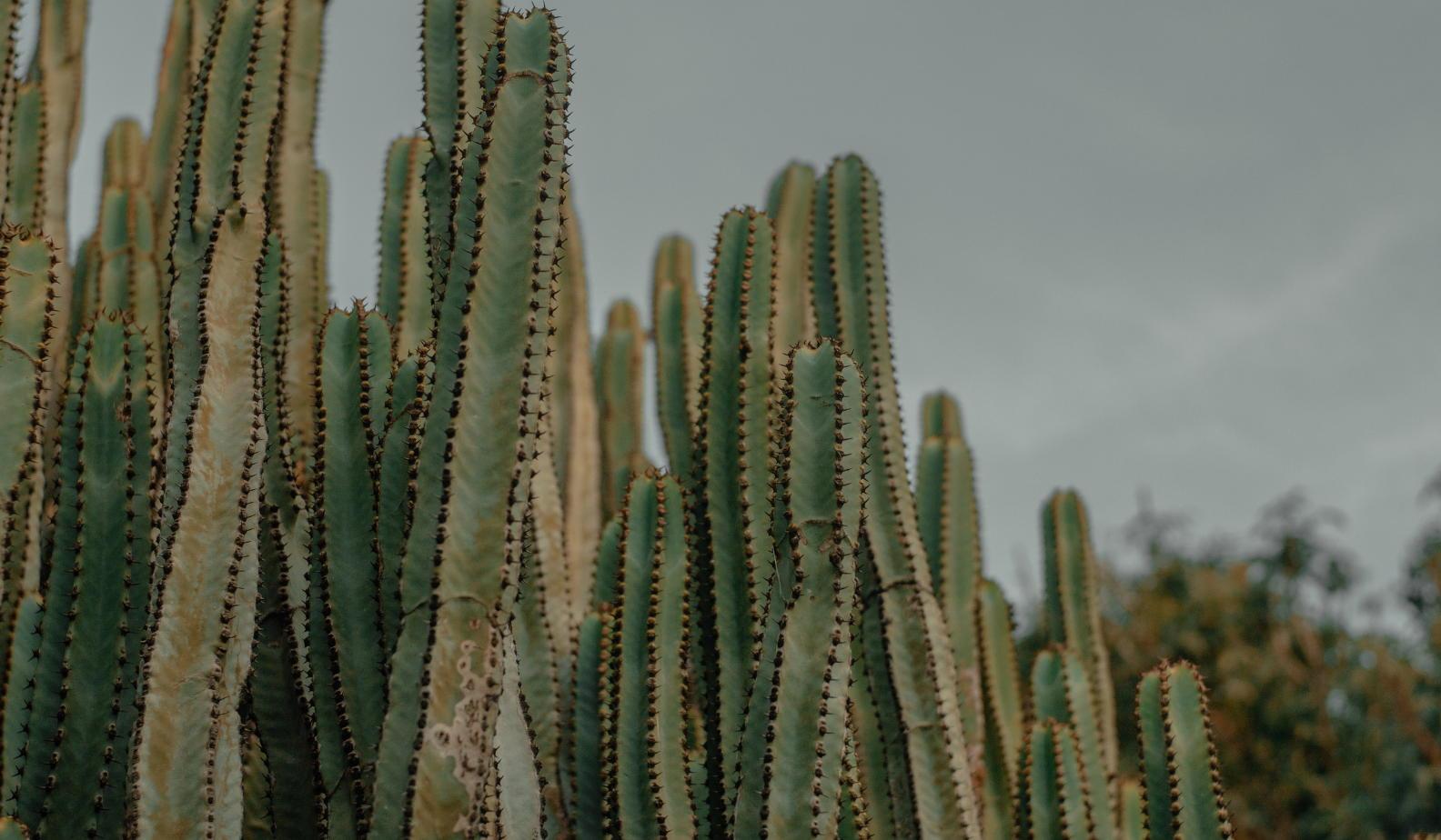 Footer image