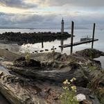 Taylor Shellfish Farms