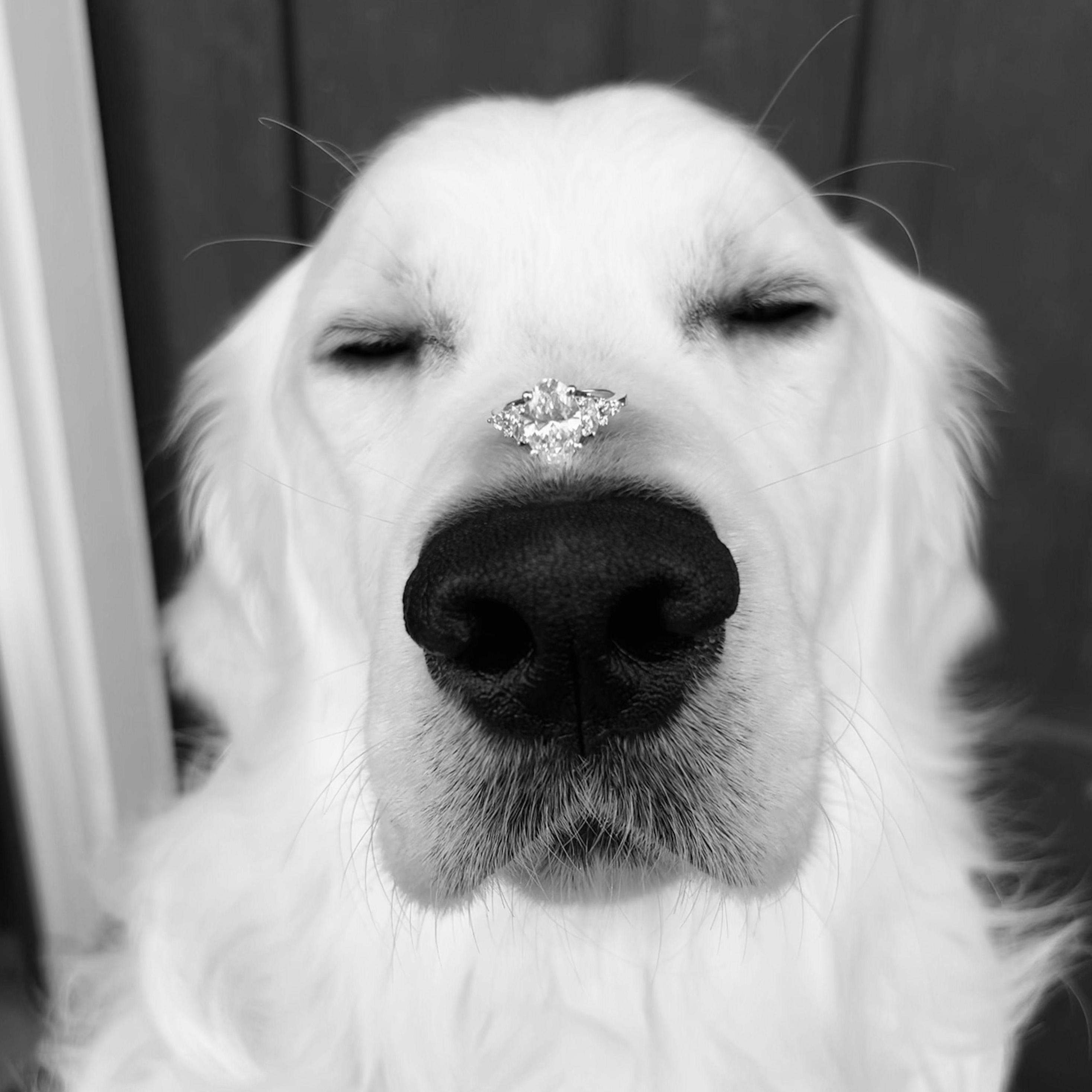 Barley, Our Dog of Honor & our entire world