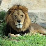 San Antonio Zoo