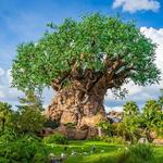 Disney's Animal Kingdom Theme Park