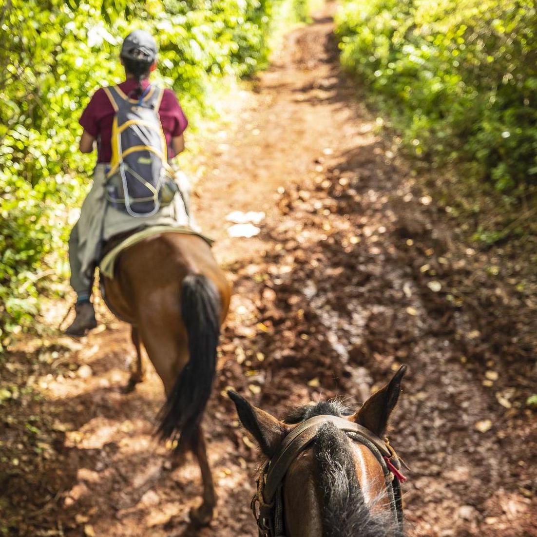 Horseback riding and spelunking in Parque Nacional Viñales.
Summer 2019
Viñales, Pinar del Rio, Cuba