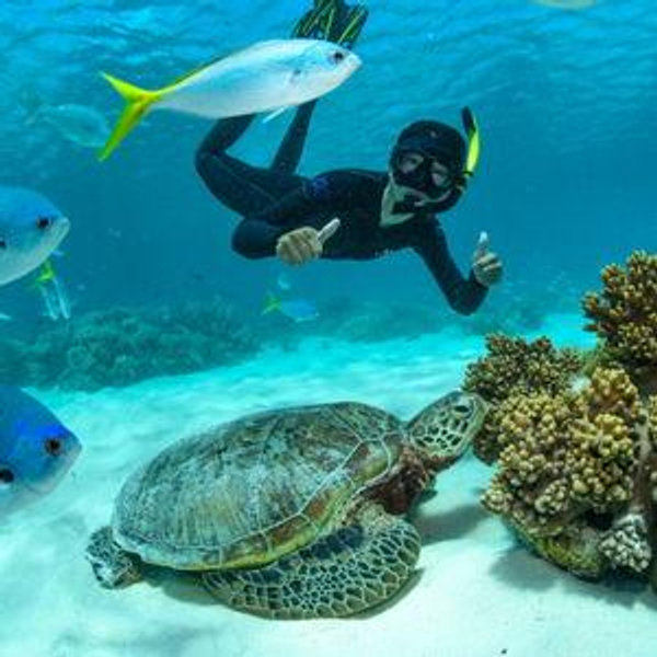 Snorkeling with TURTLES in Aruba