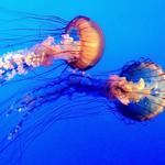 Monterey Bay Aquarium