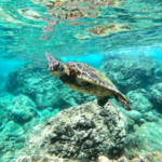Sharks Cove
