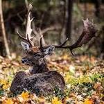 Parco Naturale Migliarino San Rossore Massaciuccoli