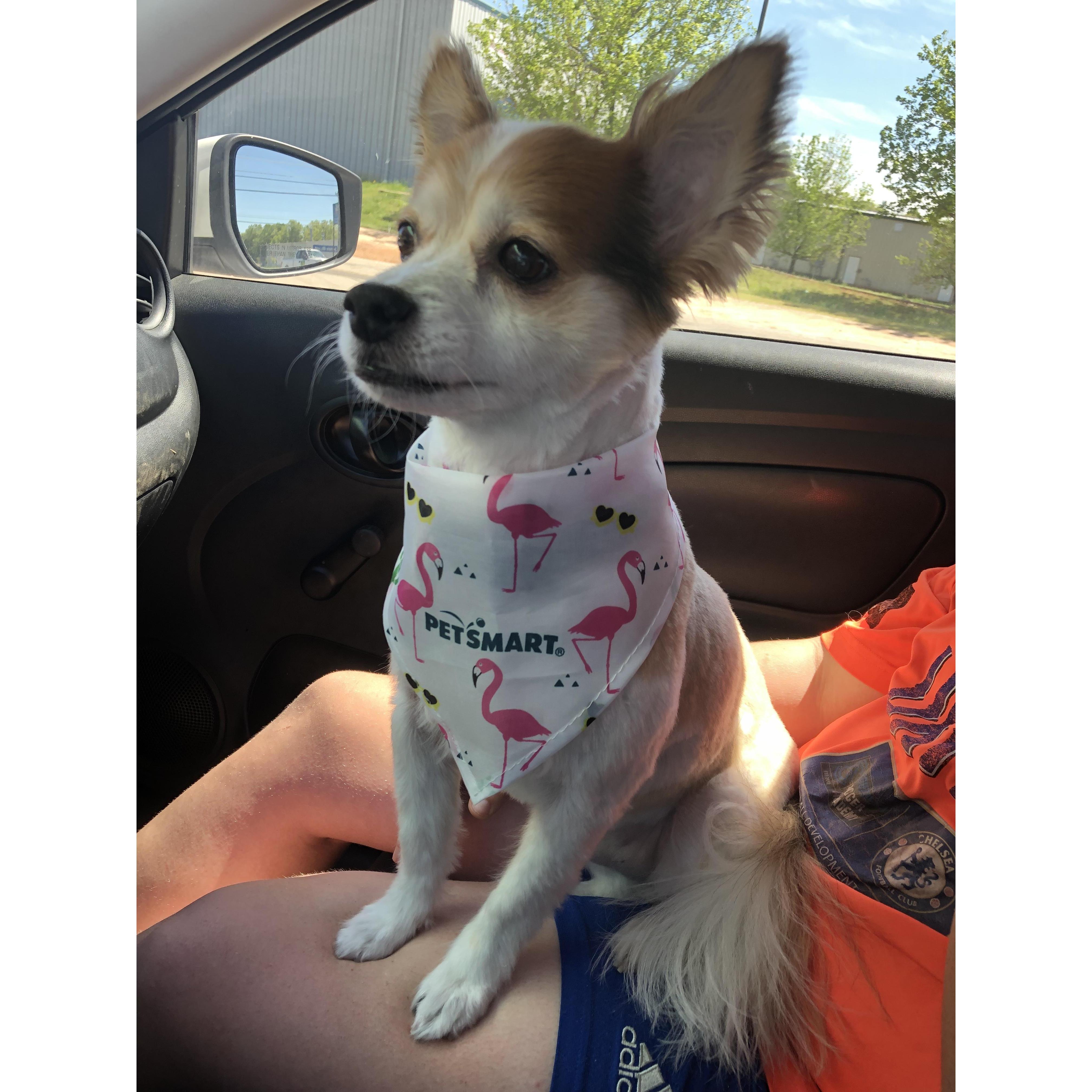 Fur Baby #1 Durango!