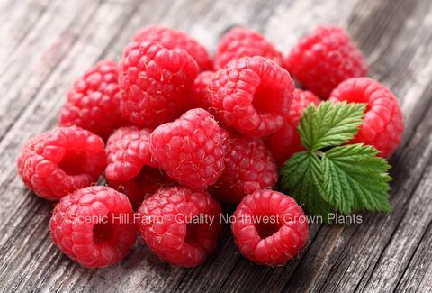 Potted Caroline Raspberry Plants