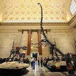 American Museum of Natural History