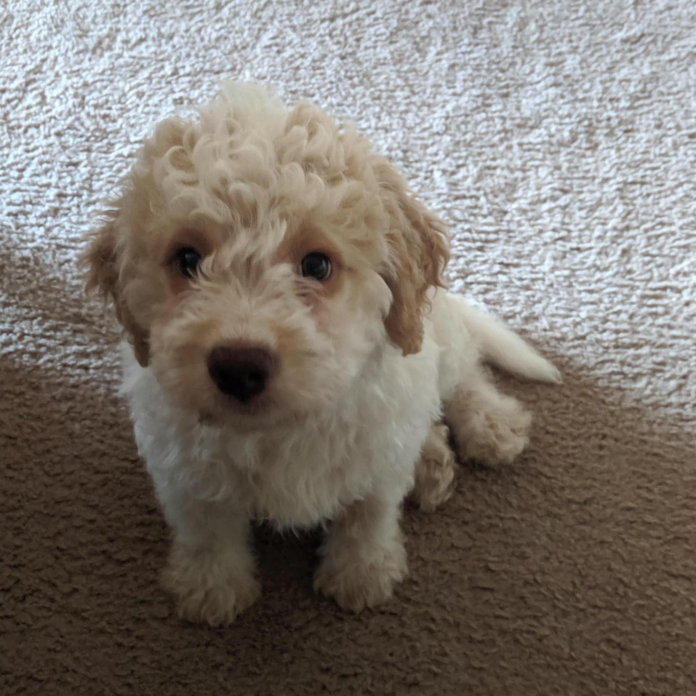 09.15.19
The First Day We Got Rory!