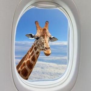Honeymoon Fund - Airfare