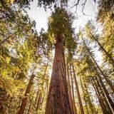 Henry Cowell Redwoods State Park
