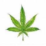 Rocky Mountain High - Recreational Dispensary