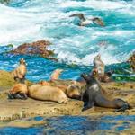 Visiting La Jolla