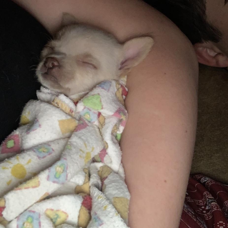 We had a fur baby! The day we met our little Lily & fell in love. Pensacola, Fl. May 24, 2020.