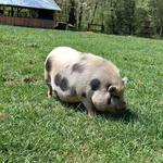 Creekside Petting Zoo