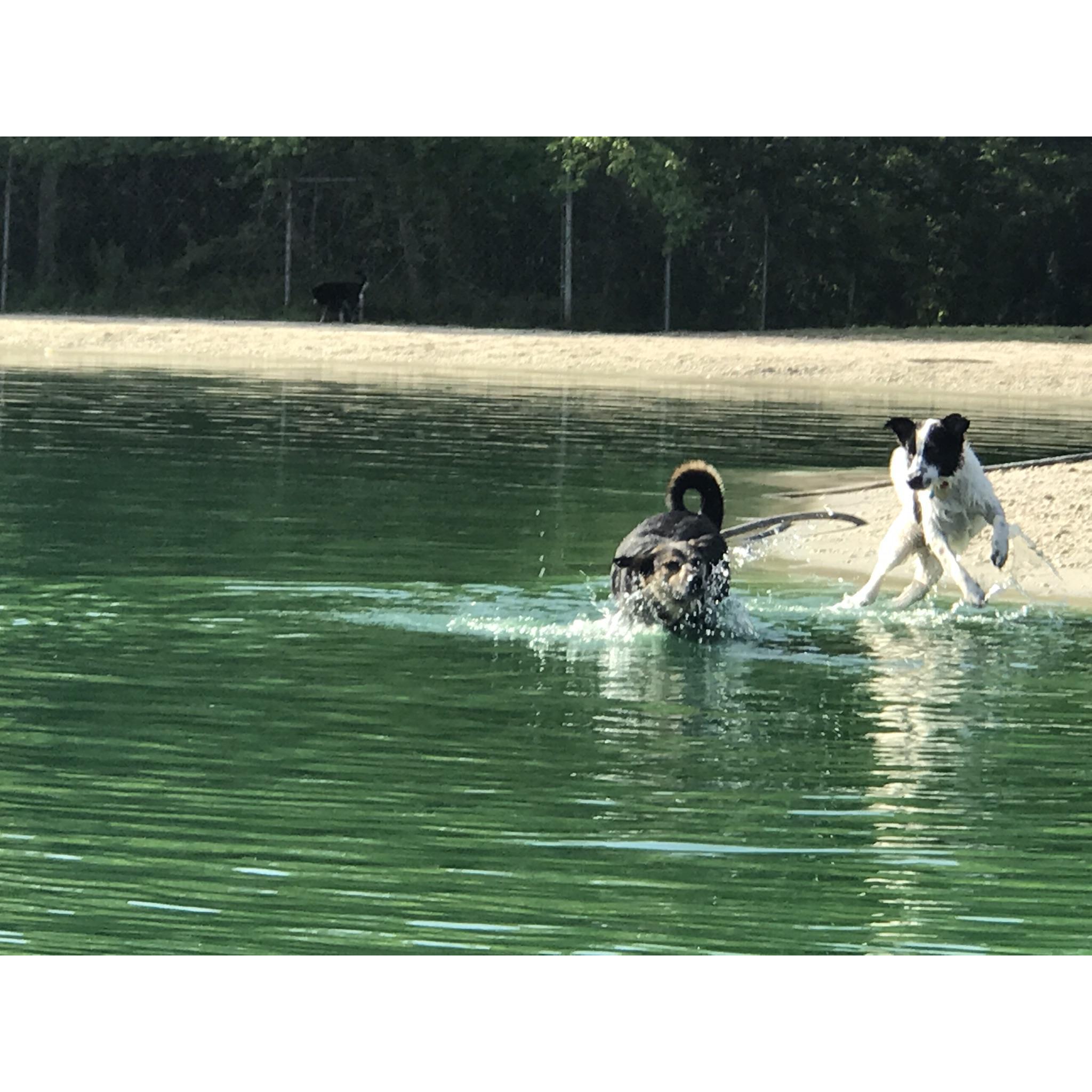Dexter and Leo being goofballs at the 42 acre big Dogwood Dog Park
