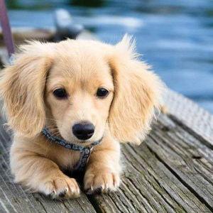 Our Dachshund Fund