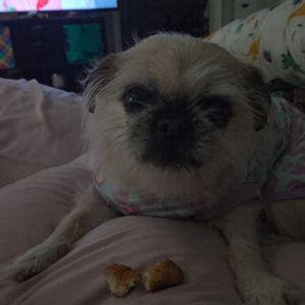 Year's Supply Of Penelope Treats