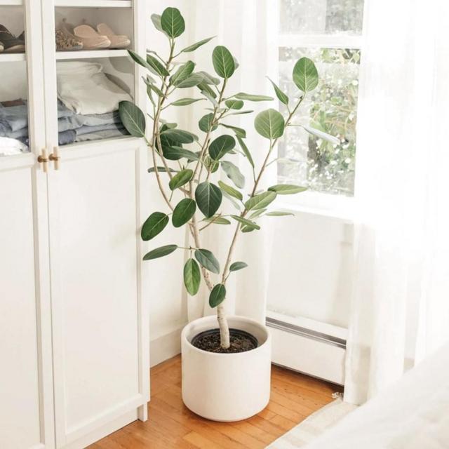 Audrey Ficus