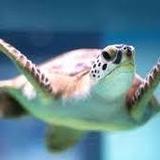 South Carolina Aquarium