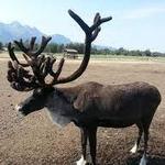 Reindeer Farm