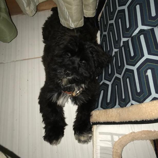 How could we forget shaggy the newest member of the family.