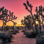 Joshua Tree National Park