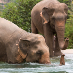 Samui Elephant Sanctuary