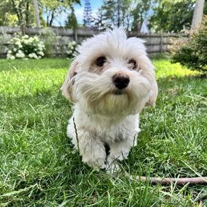 Grooming Appointment for Tallulah