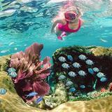 Sundiver Snorkel Tours