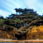 Tree of Life