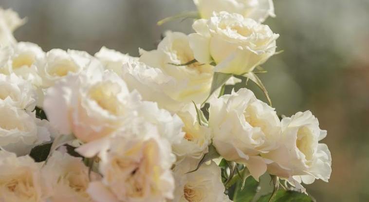 Footer image