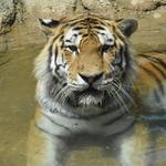 Erie Zoo