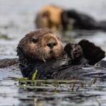 Monterey Bay Aquarium