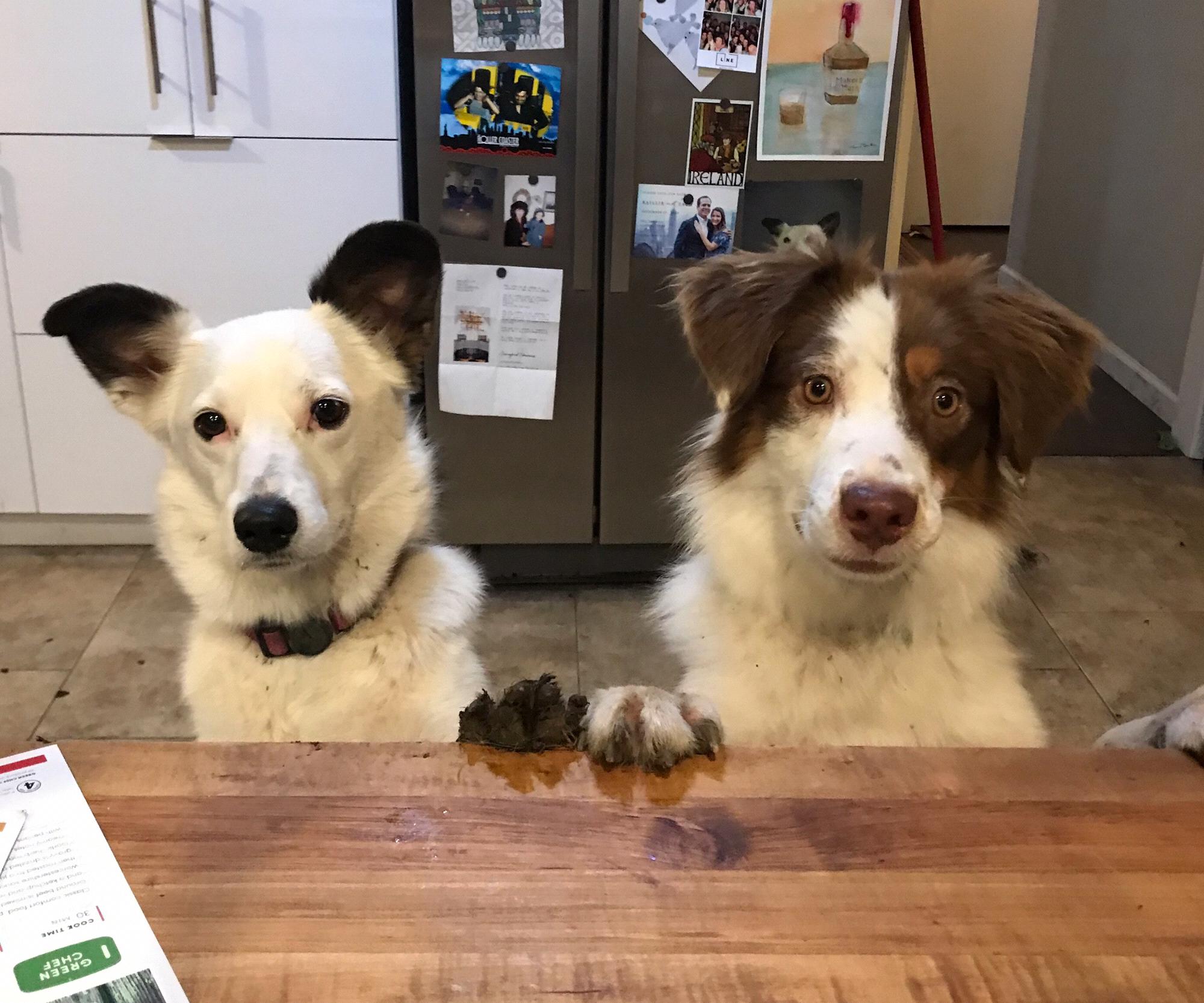 Our two trouble makers, Gwen and Percy