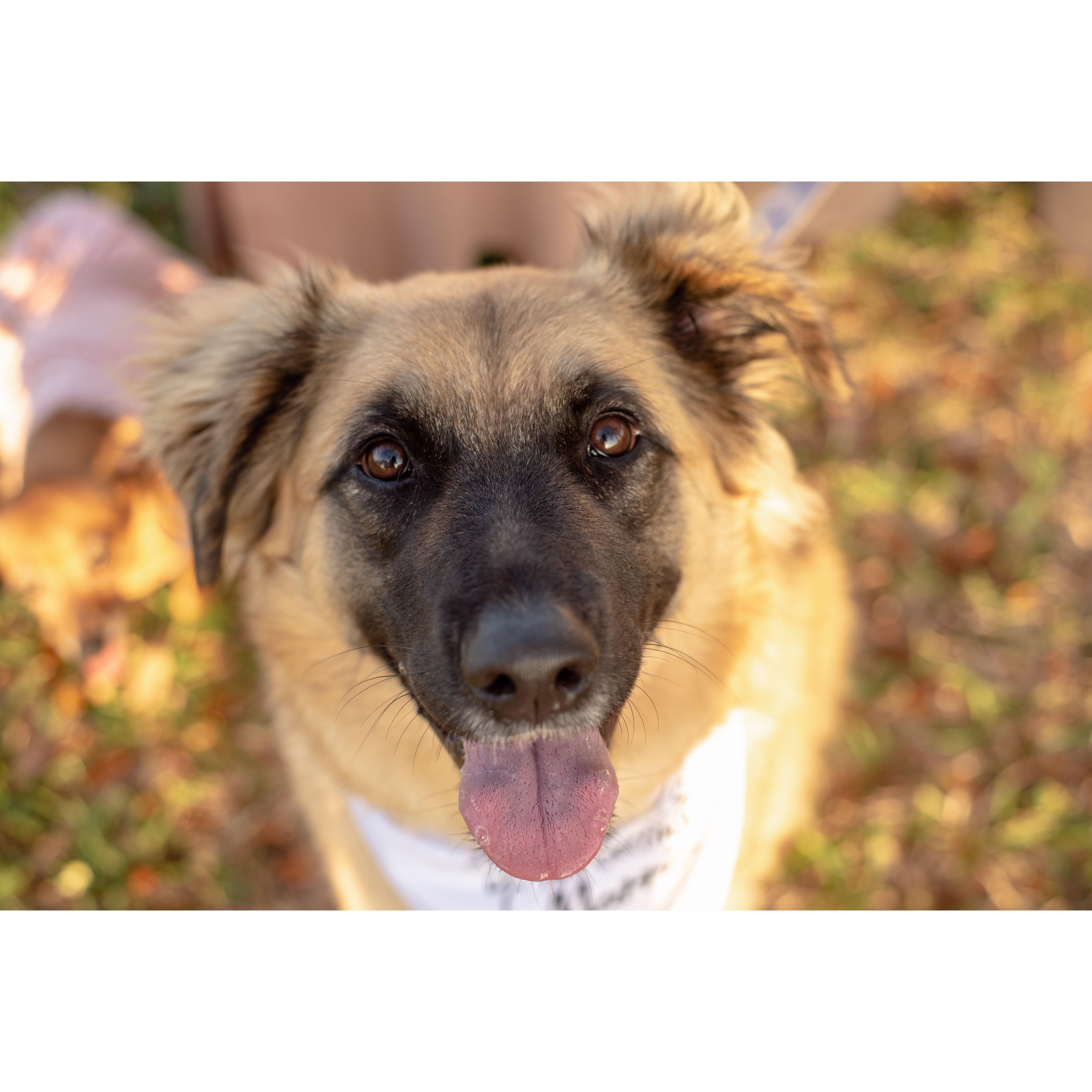 The cutest trouble maker in the entire world: Clover!