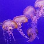 Mystic Aquarium