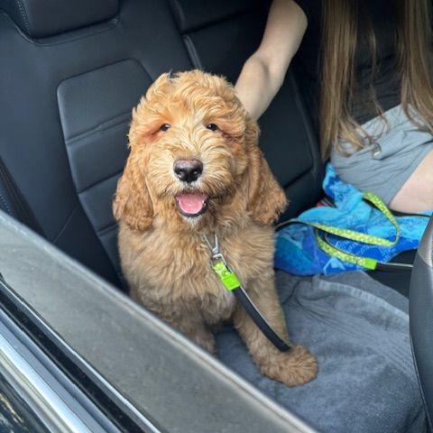 2025: Irrational puppy purchase completed, meet Reggie!!!