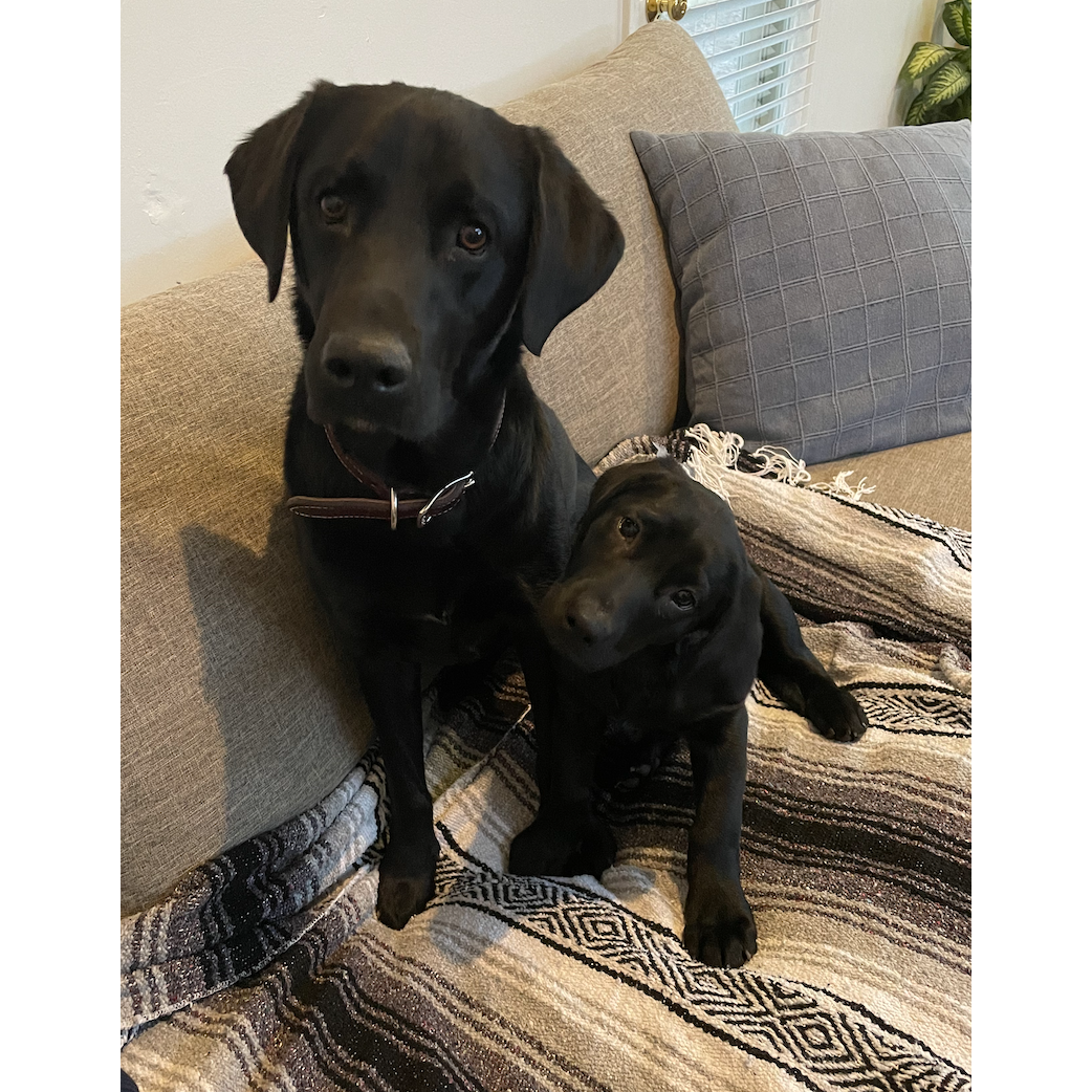 Our new pup, Sophie!