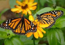 Butterfly Pavilion
