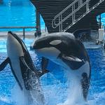 SeaWorld Orlando