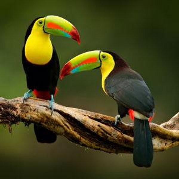 Our Costa Rica Birding Tour Honeymoon Fund :)