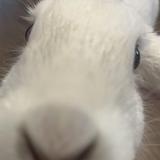 The Rabbit Hole