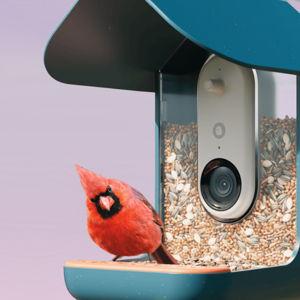 Bird Buddy: Smart Bird Feeder Pro (Non-Solar)