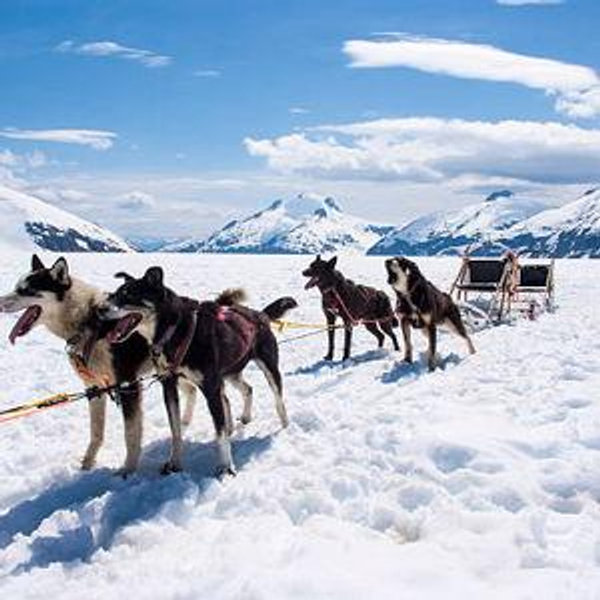 Dog Sledding