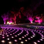 San Francisco Botanical Garden