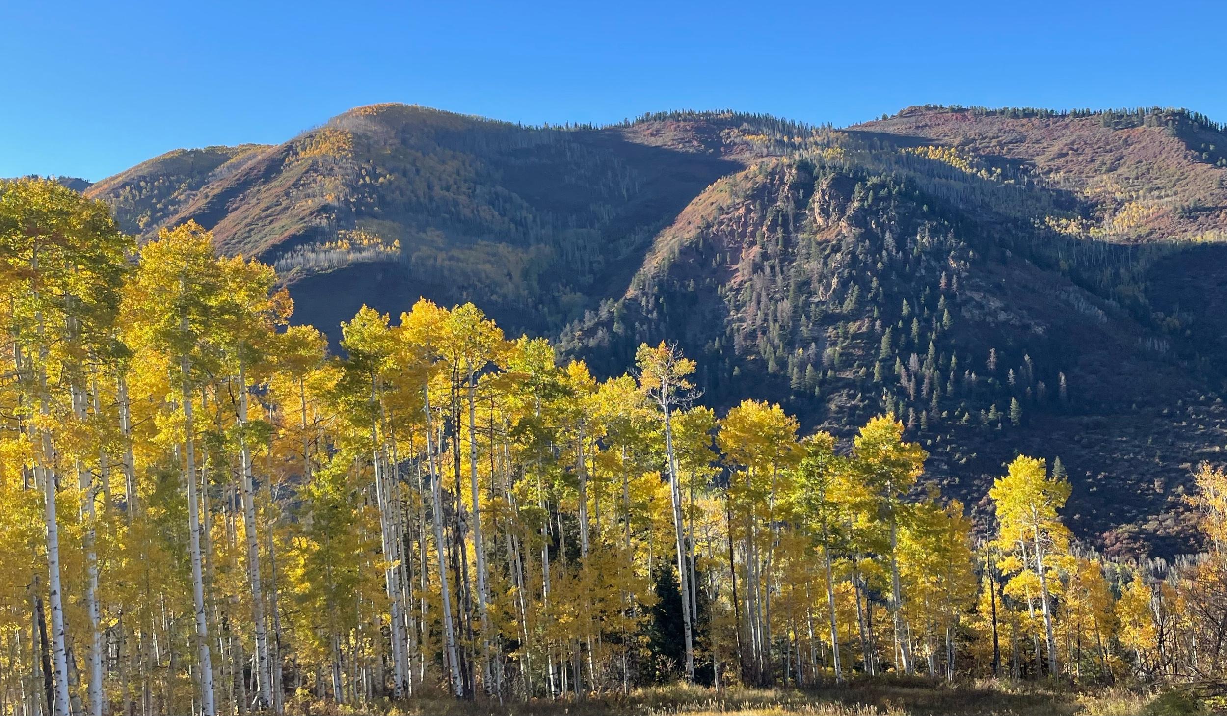 The Wedding Website of McKenna Shifflet and Alex Shifflet