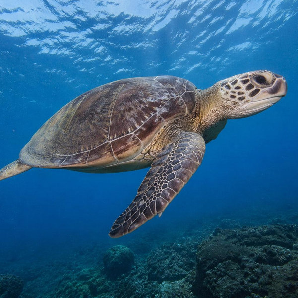 Turtle Canyon Snorkel Excersion