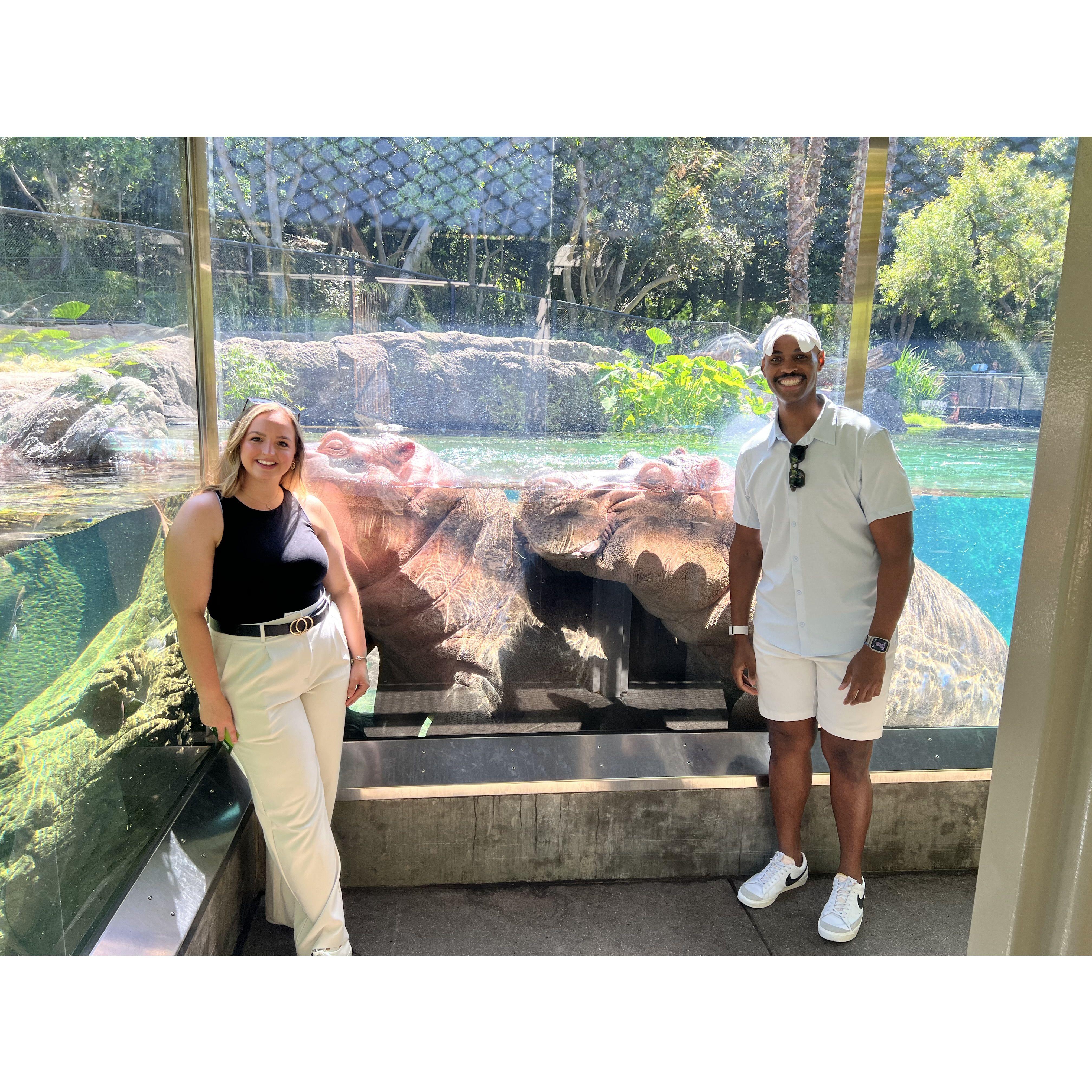 Hanging with Hippos at the San Diego Zoo!